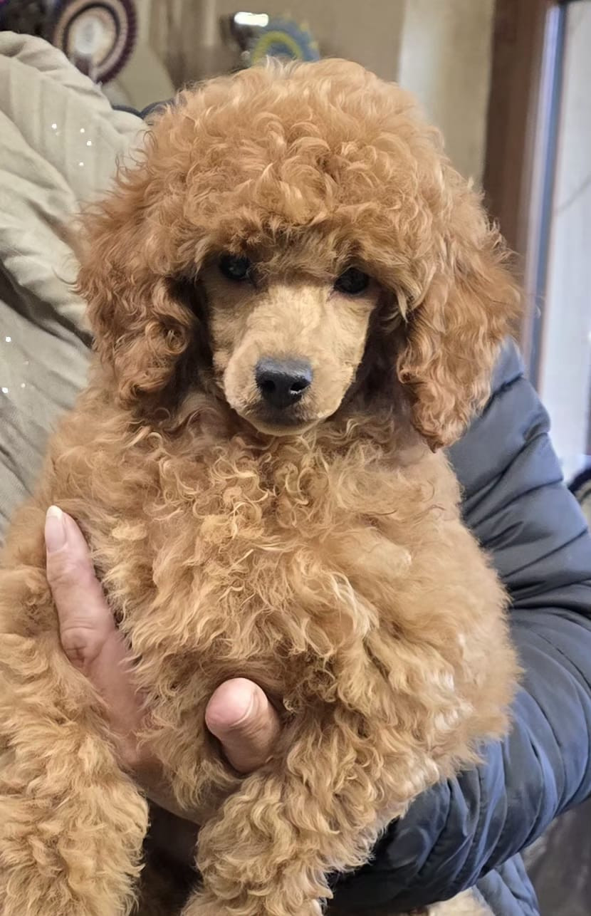 ALYA ANTOINETTE de la Cascade Saint Nicolas