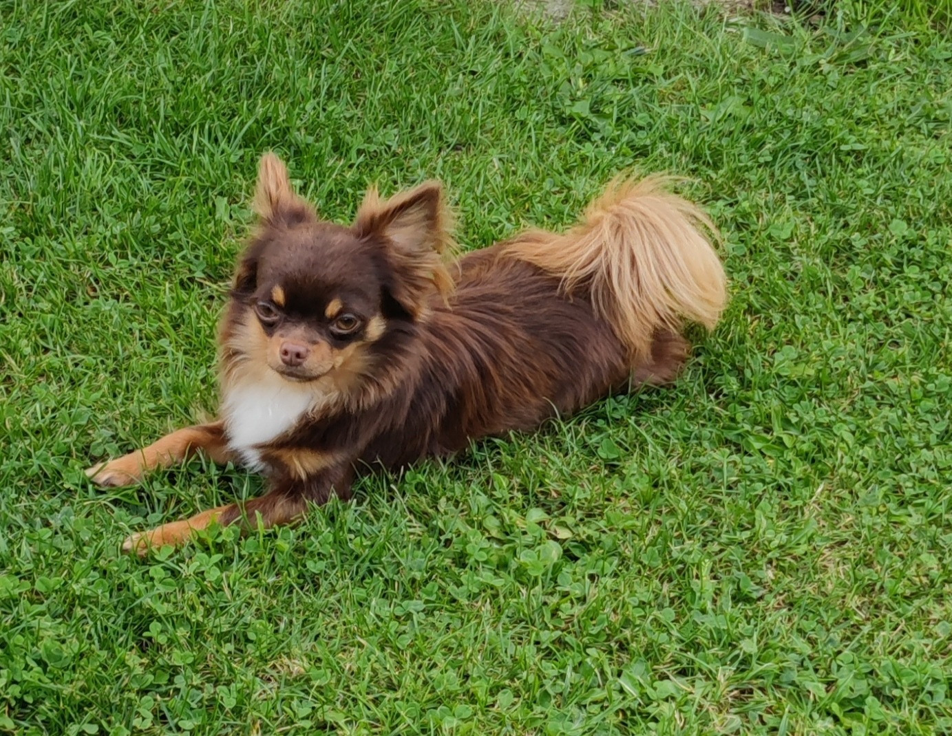 Naissance Chihuahua
