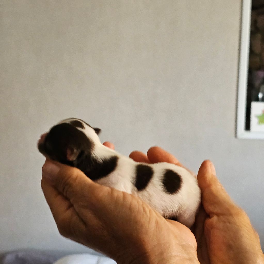 Chiots nés chez nous 2025