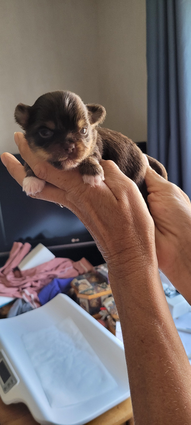 Des Comtes De La Plaines Du Forez - Chiots disponibles - Chihuahua