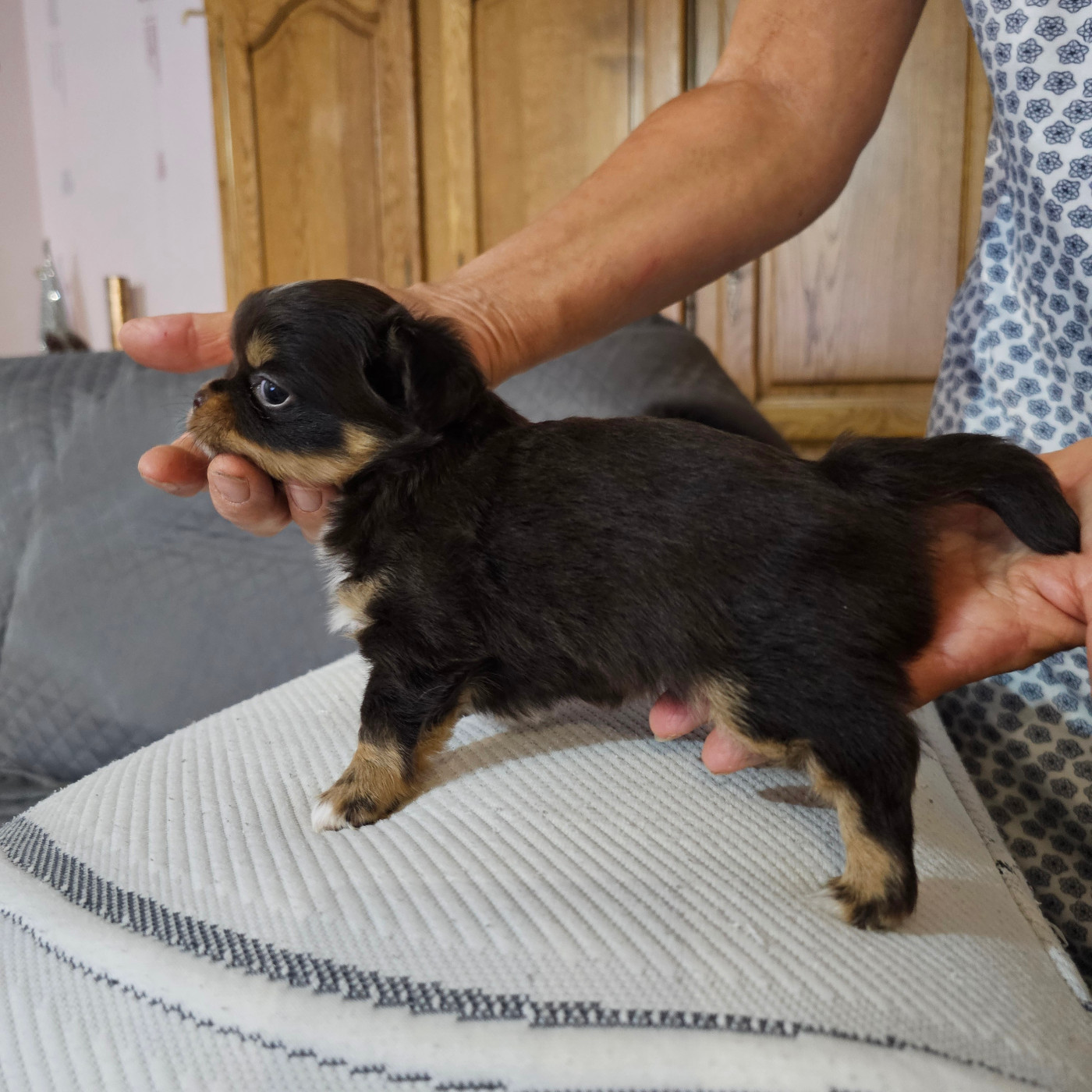 Des Comtes De La Plaines Du Forez - Chiots disponibles - Chihuahua