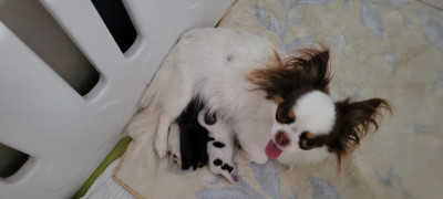 Chiot N°1